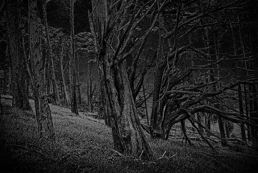 Forest at night Photograph by LEO Gordon - Fine Art America