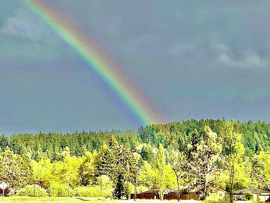 Forest at the End of the Rainbow Photograph by Michael Oceanofwisdom Bidwell