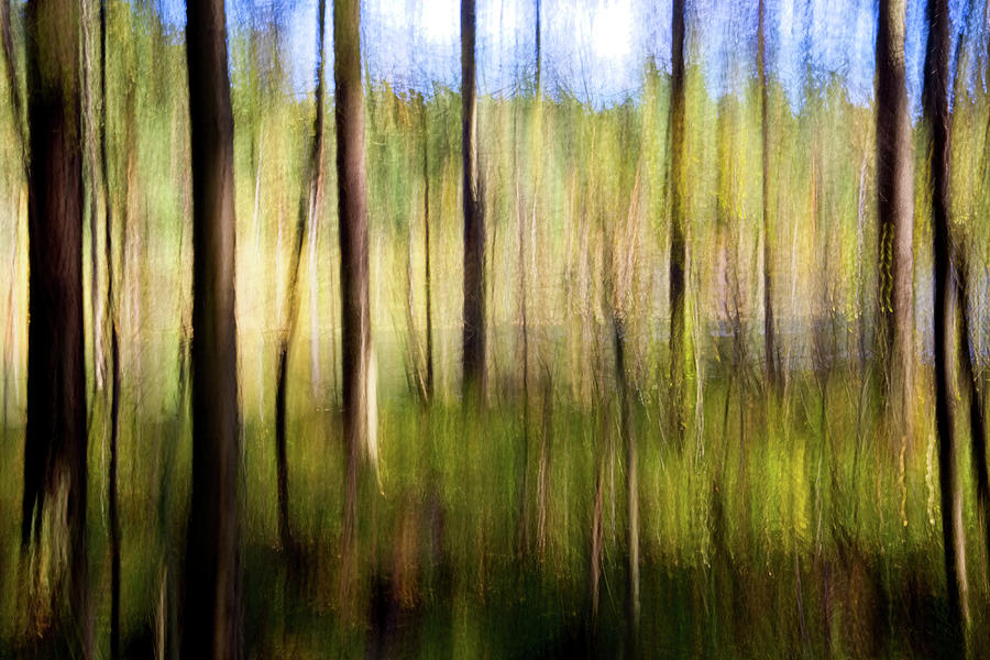 Shaky Forest Scene Photograph By Raimo Bergroth - Fine Art America