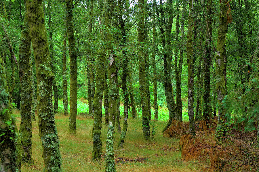 Forest background in Serra da Arada Photograph by Angelo DeVal