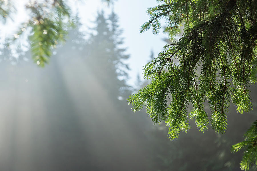 Forest Bathing - Fog and Sunbeams Among Evergreen Trees Photograph by Georgia Mizuleva
