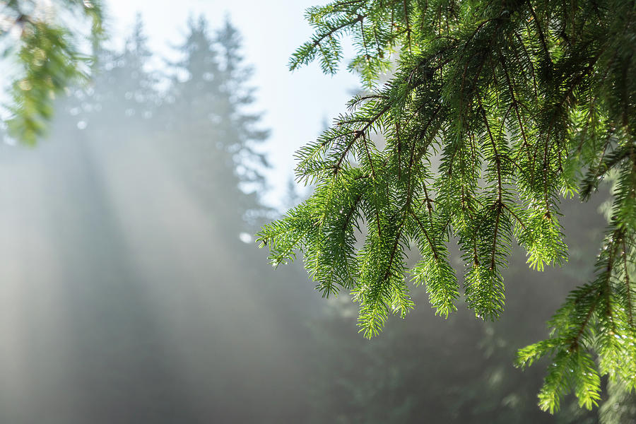 Forest Bathing - Fog And Sunbeams Among The Pine Trees Photograph