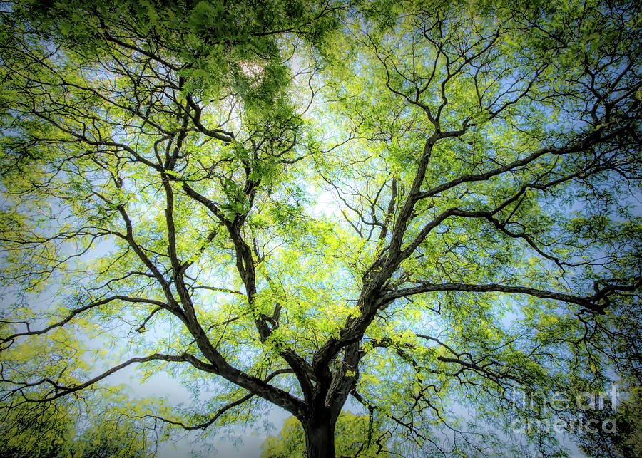 Nature Photograph - Forest Bathing in My Dreams by Barbara McMahon