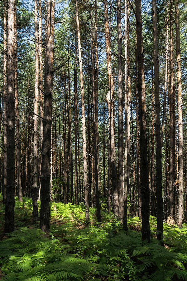 Forest Bathing - Walking Among Slim Pine Trees and Verdant Ferns Photograph by Georgia Mizuleva