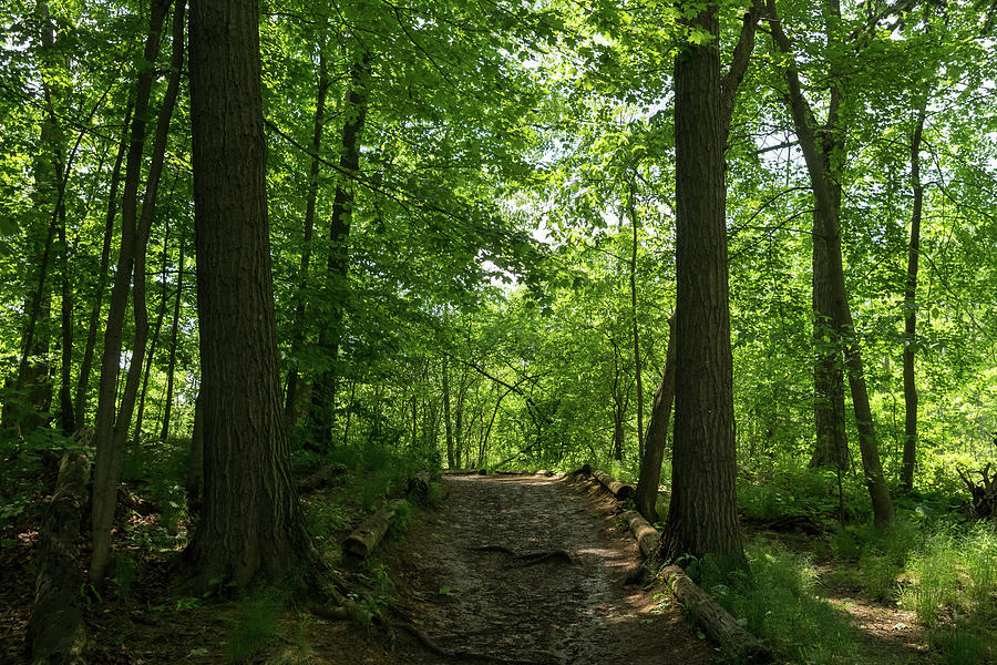 Forest Bathing - Woodland Path For A Healing Immersion In Nature Photograph