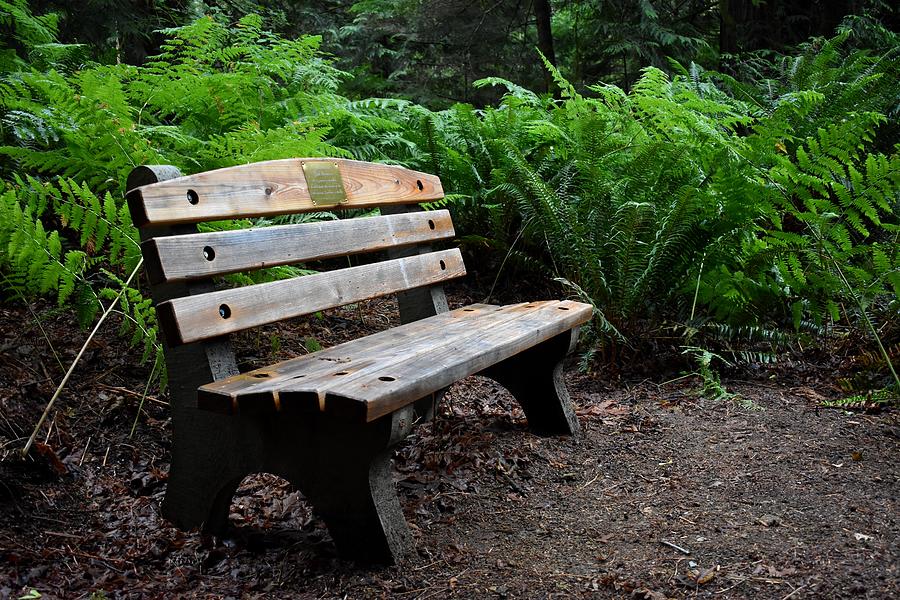 Forest Bench Photograph by Marta Pawlowski - Fine Art America