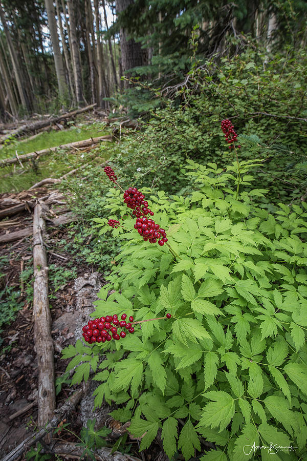 Forest Berries Photograph by Aaron Burrows