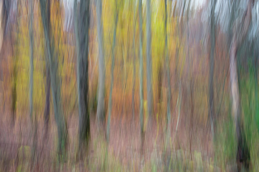 Forest Blur Photograph by June Marie Sobrito