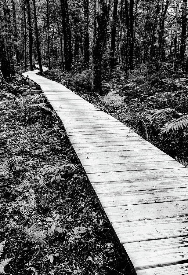 Forest Boardwalk Photograph by David Lee