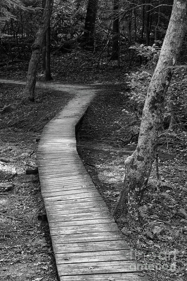 Forest Boardwalk Photograph by Phil Perkins