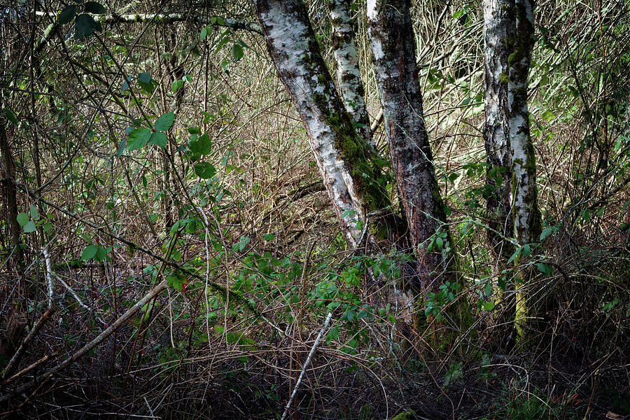 Forest Bramble Patch Photograph by Chriss Pagani