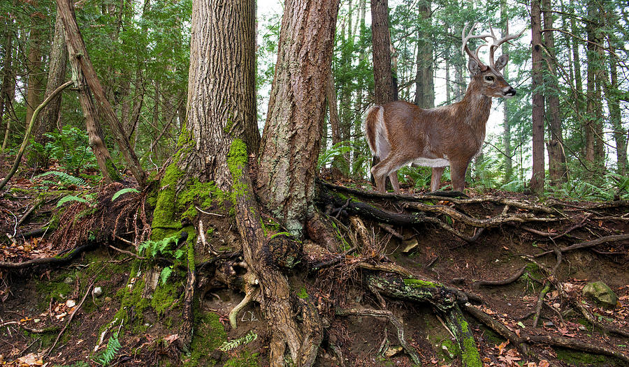 Forest Buck Mixed Media by Doug LaRue