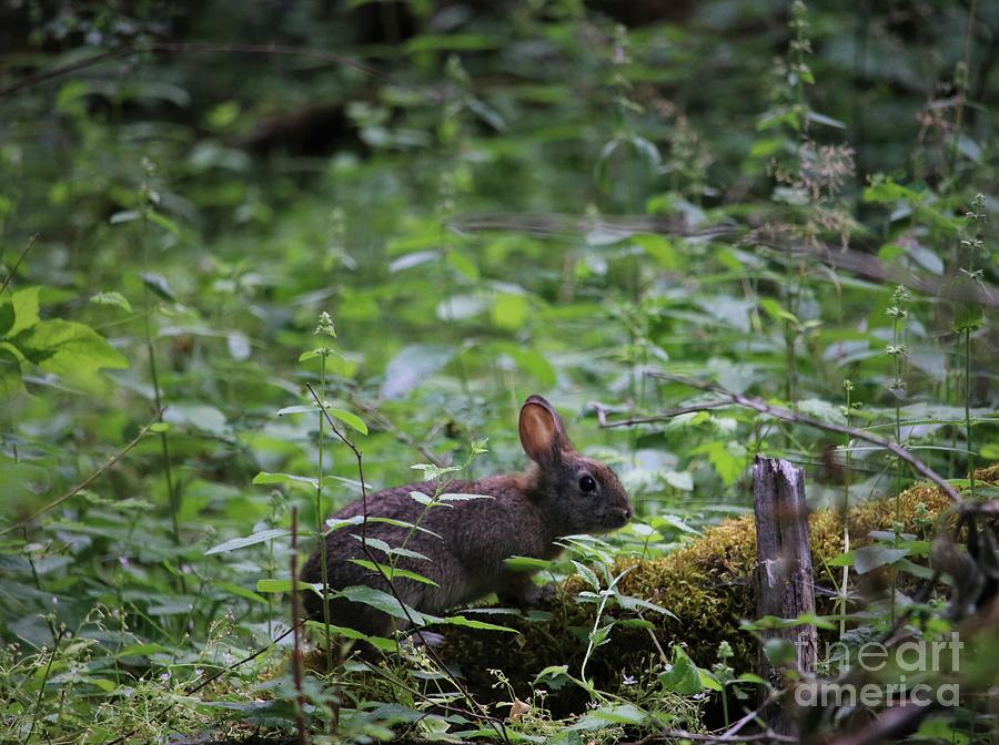 Forest Bunny by Nick Gustafson