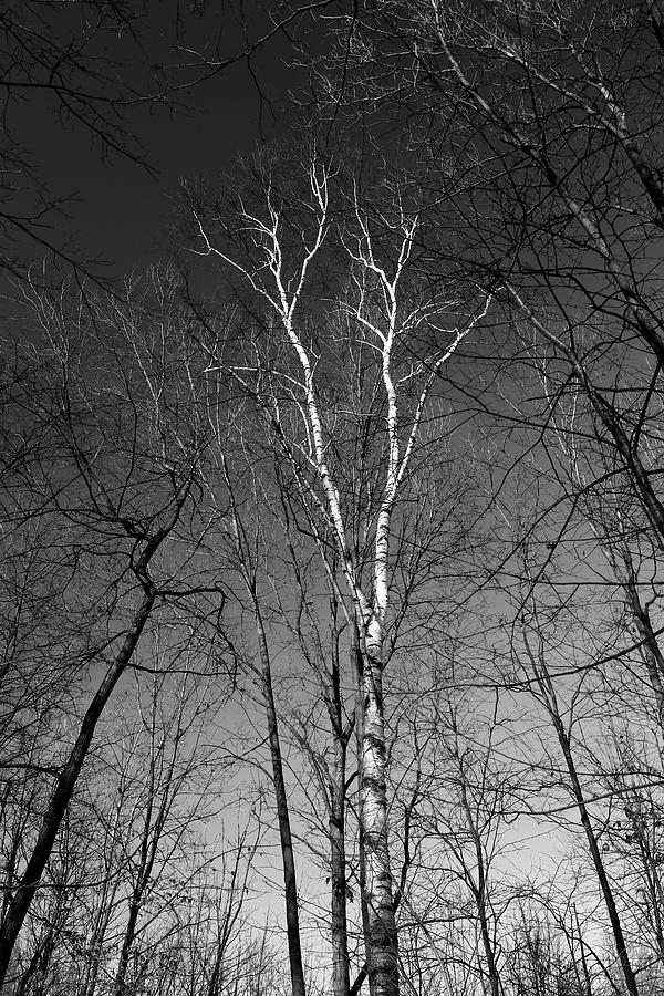 Forest Canopy with Birch BW 022022 Photograph by Mary Bedy