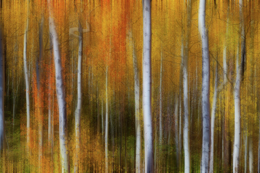 Forest Color Burst Modern Abstract Photograph