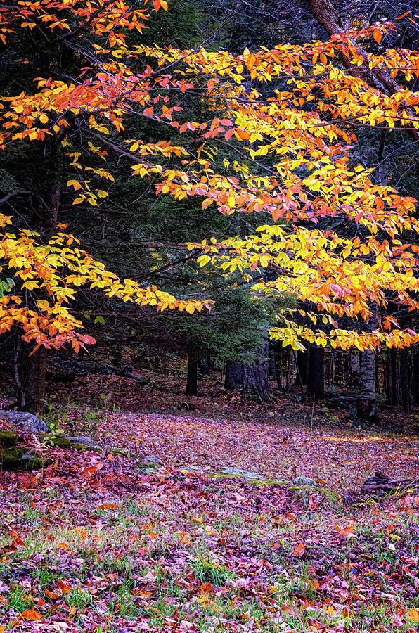Forest Colors Photograph by Tom Singleton