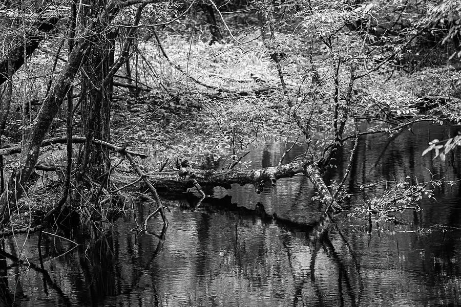 Forest Creek in the Croatan Photograph by Bob Decker - Fine Art America