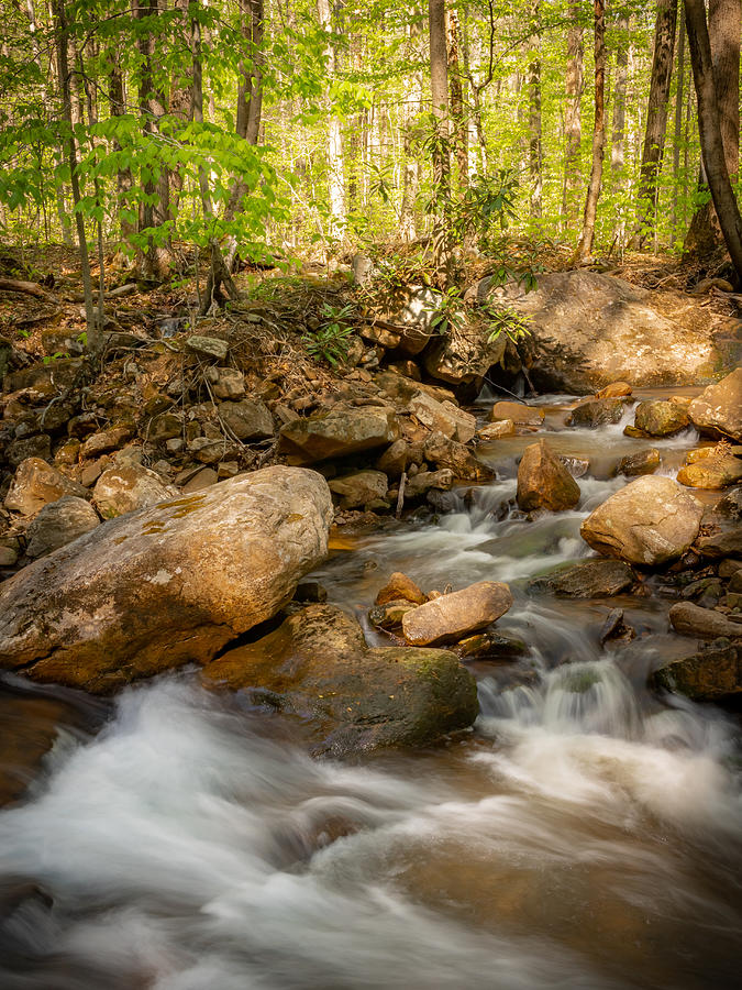 Forest Creek Junction Photograph by Holly April Harris - Fine Art America