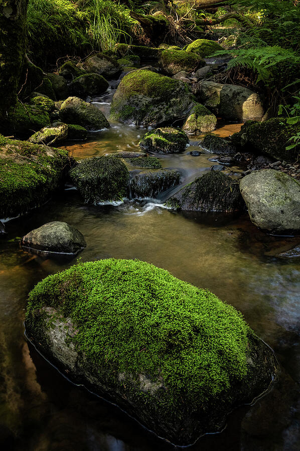 Nature Photograph - Forest Creek by Nicklas Gustafsson