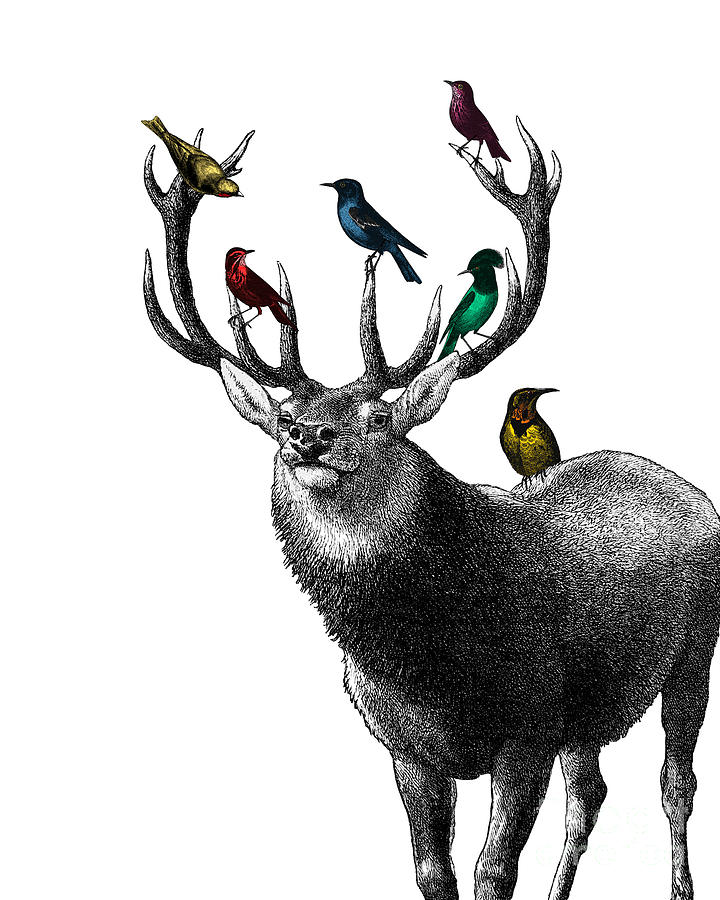 Deer Digital Art - Forest Deer by Madame Memento