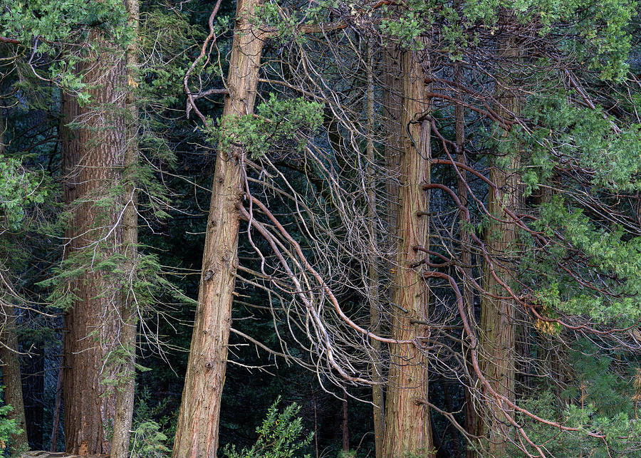 Forest Detail Photograph by Brett Harvey