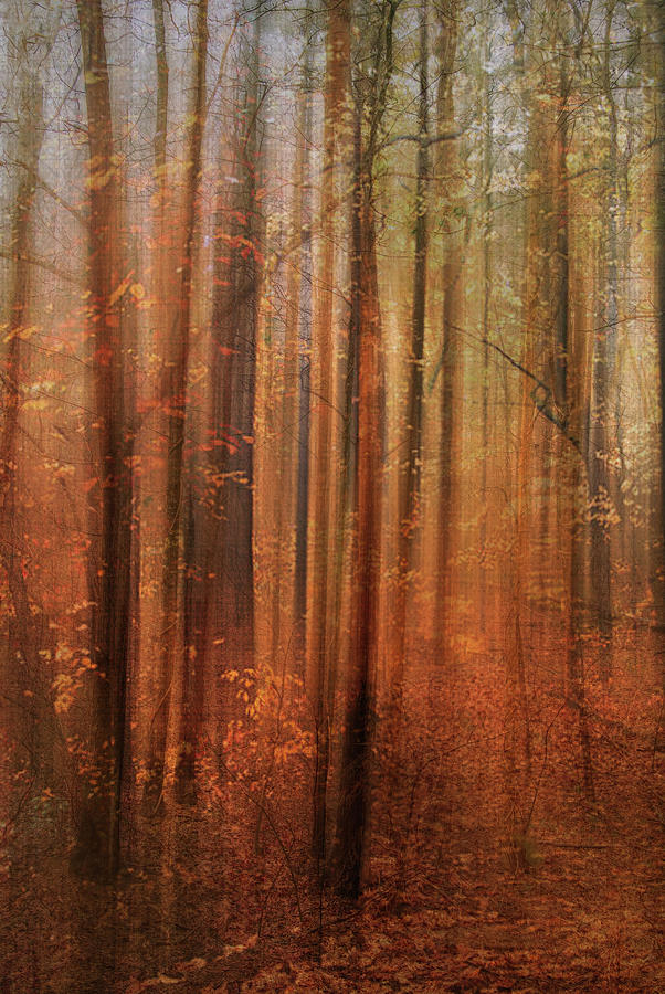 Forest Dream Digital Art by Terry Davis