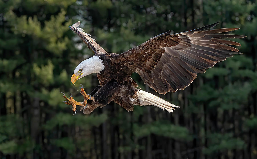 Forest Eagle Photograph by Pat Eisenberger - Fine Art America