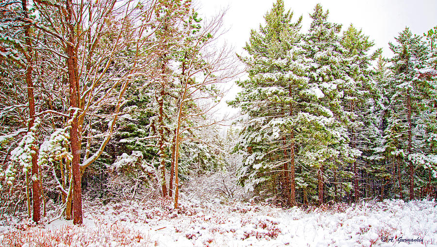 Forest Edge in Snow, Pocono Mountains, Pennsylvania Photograph by A Macarthur Gurmankin