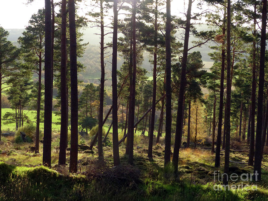 Forest Edge - Into the Light Photograph by Phil Banks