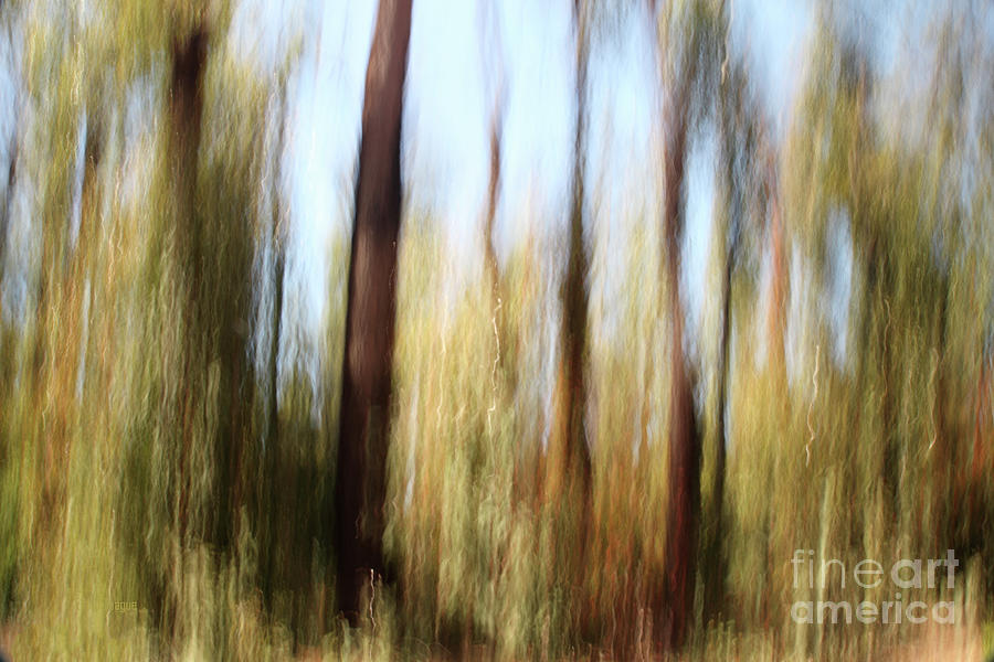 Forest Photograph by Elaine Teague