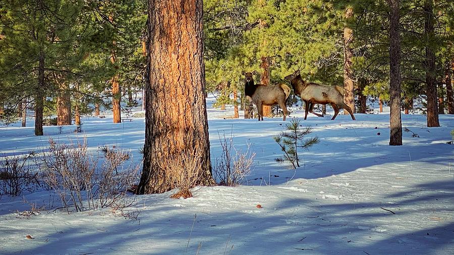 Forest Elk Photograph by Dan Miller