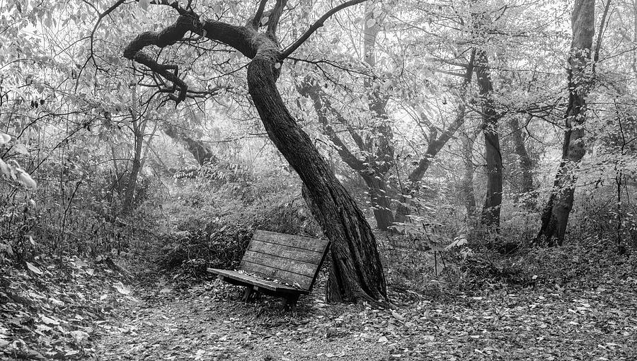 Forest Embrace Black and White Photograph by Debra and Dave Vanderlaan