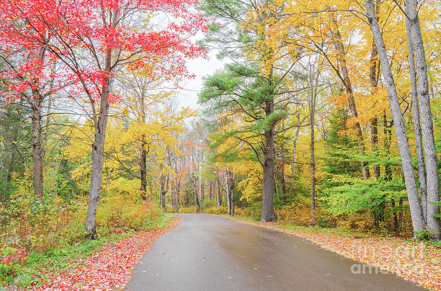 Forest Fall Colors and Wet Road Photograph by Charline Xia