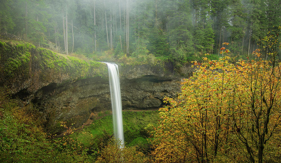 Forest Falls in Autumn Mist Photograph by Don Schwartz