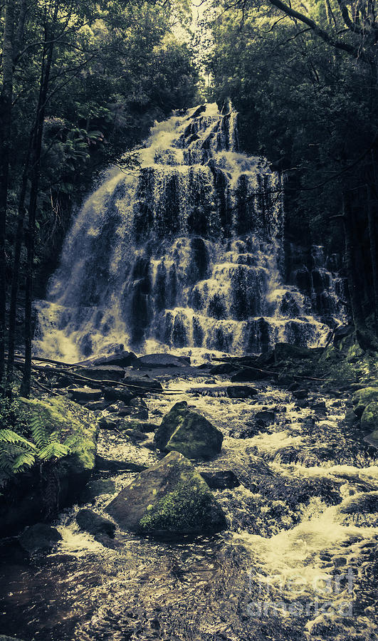 Forest falls Photograph by Jorgo Photography