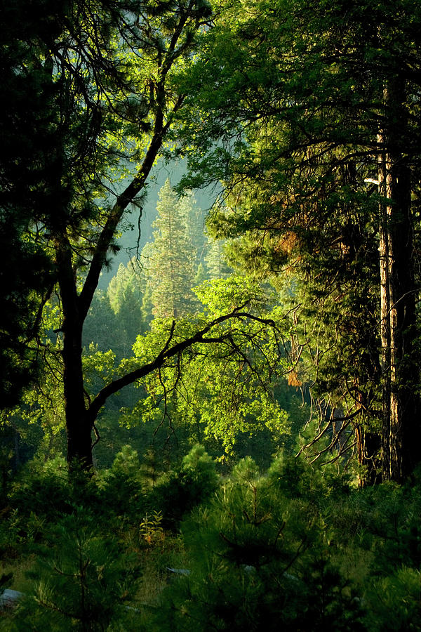 Forest fantasy Photograph by Joe Darin