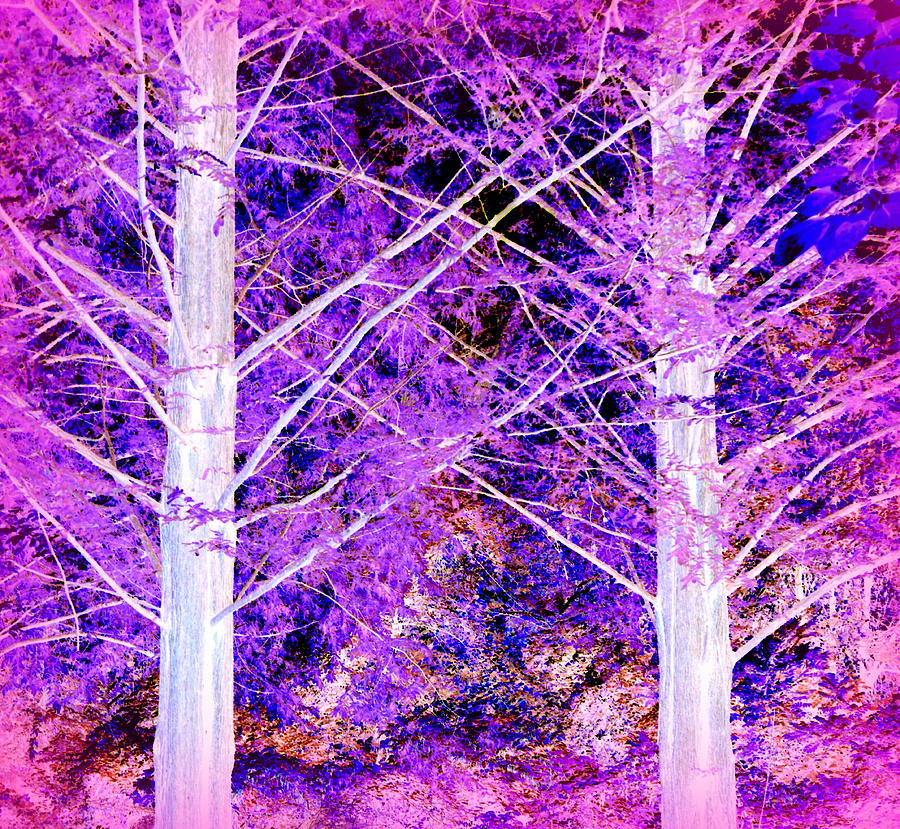 Forest Fantasy Two Photograph