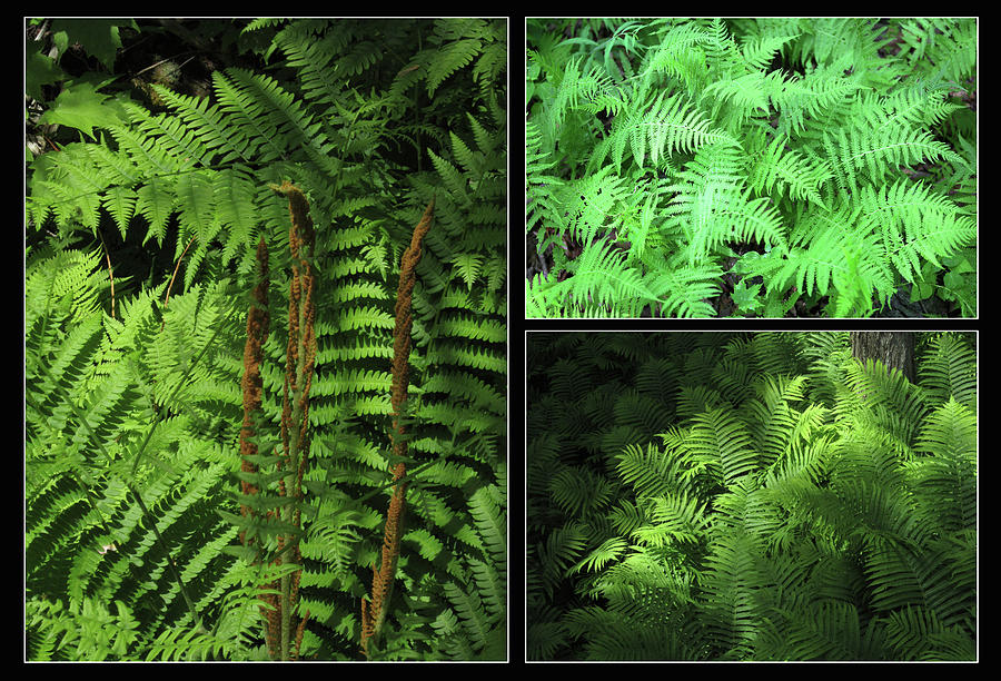 Forest Ferns 062322 Photograph by Mary Bedy