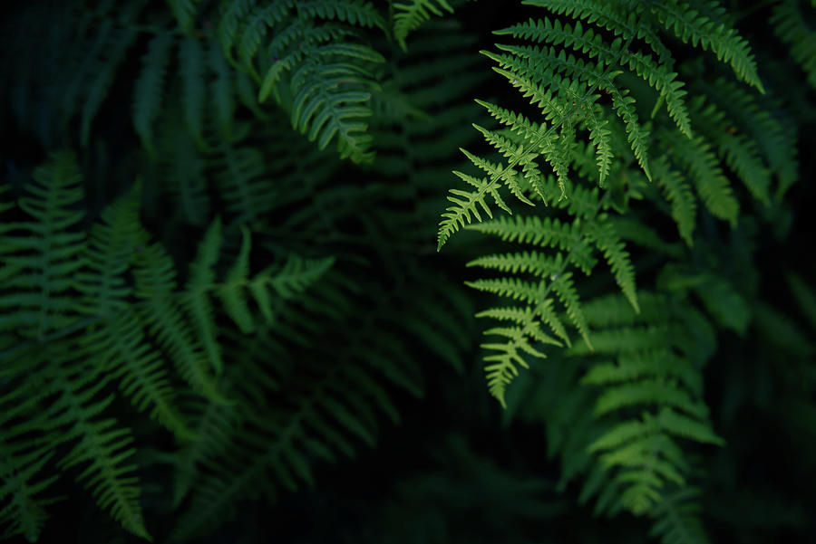 Forest Ferns at Night Photograph by Naomi Maya
