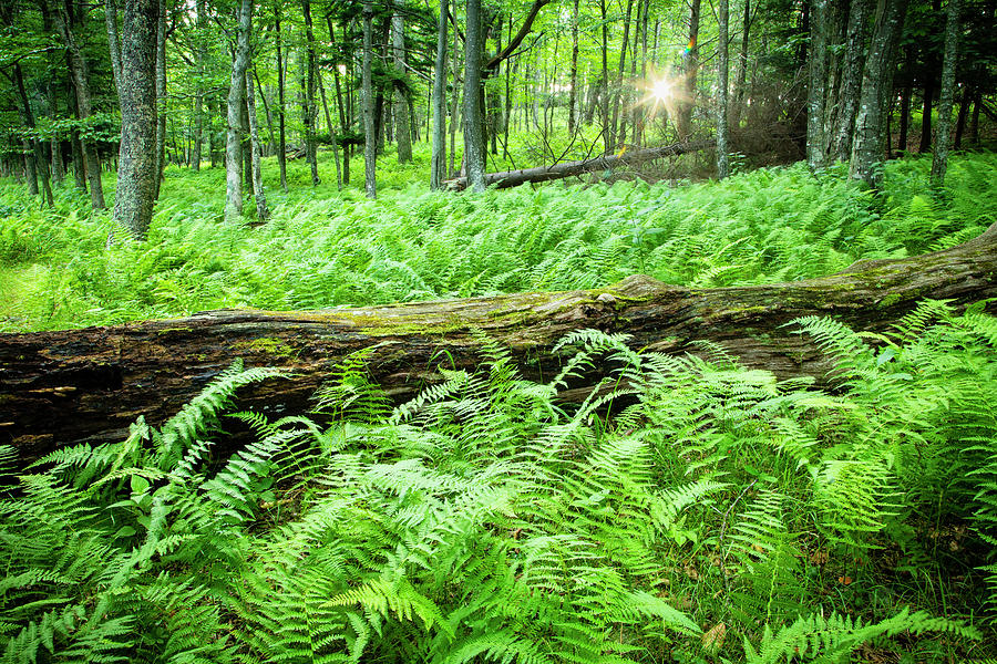 Forest Ferns At Sunrise Photograph