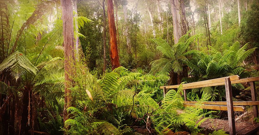 Forest ferns  Photograph by Glen Johnson