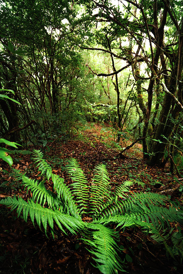 Madeira Photograph - Forest Ferns by Jackson Groves