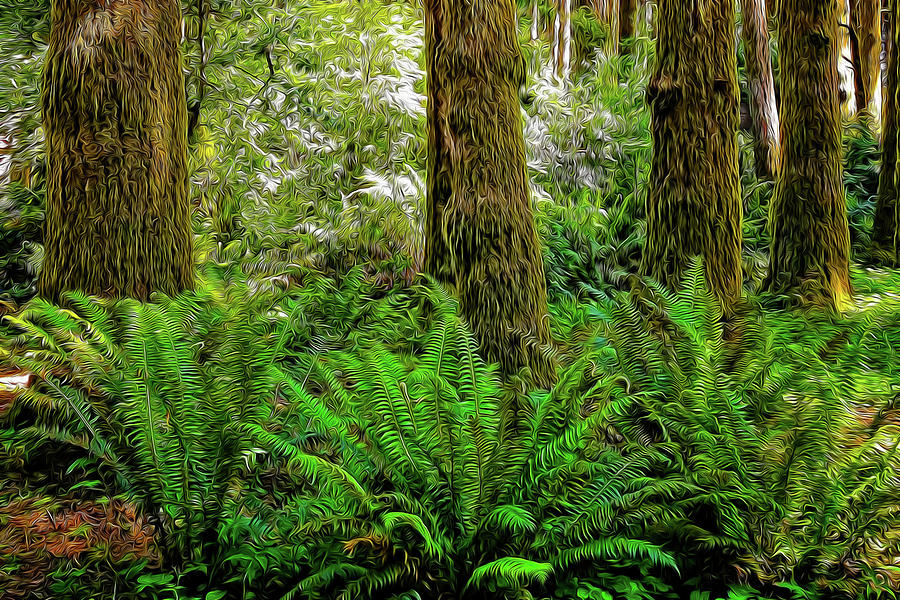 Forest Ferns Photograph by James Morris - Fine Art America