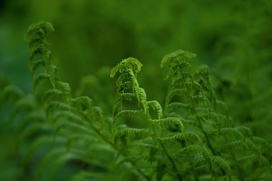 Forest Ferns Photograph by Jenny Rainbow