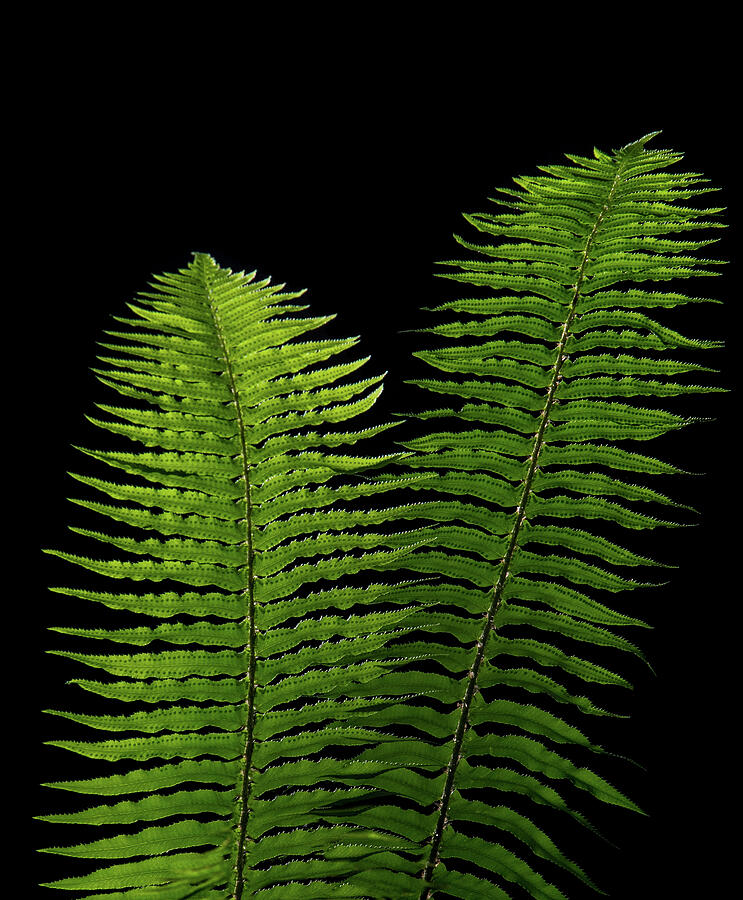 Forest Ferns Photograph by Kent Keller
