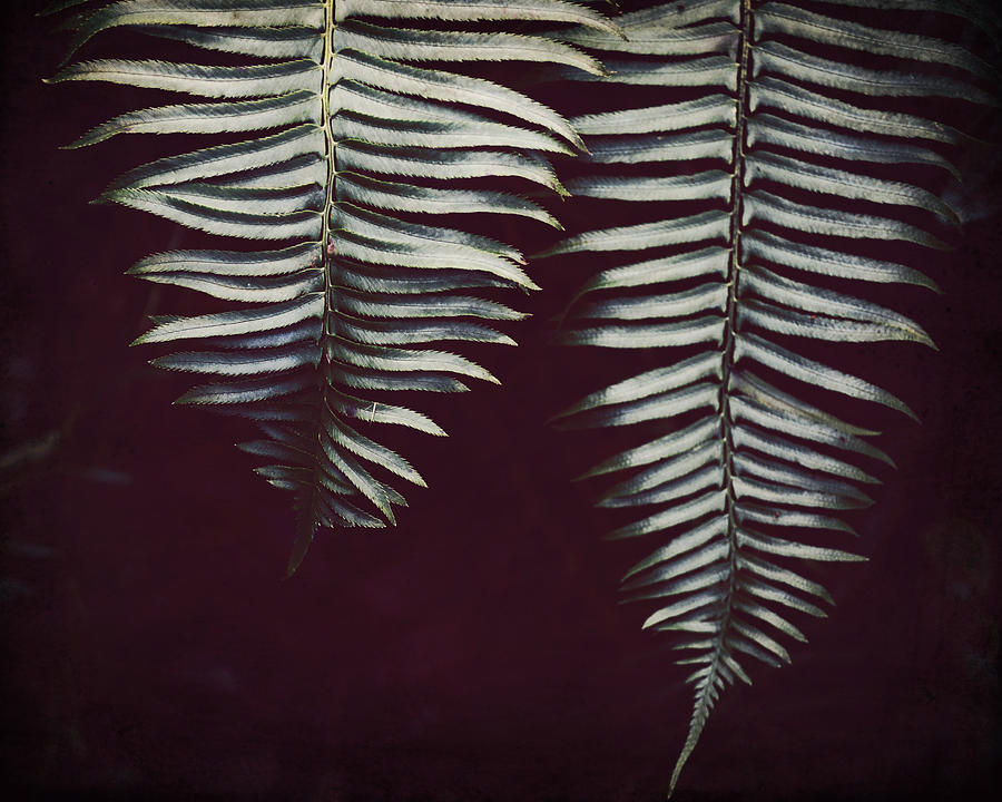 Forest Ferns Photograph by Lupen Grainne