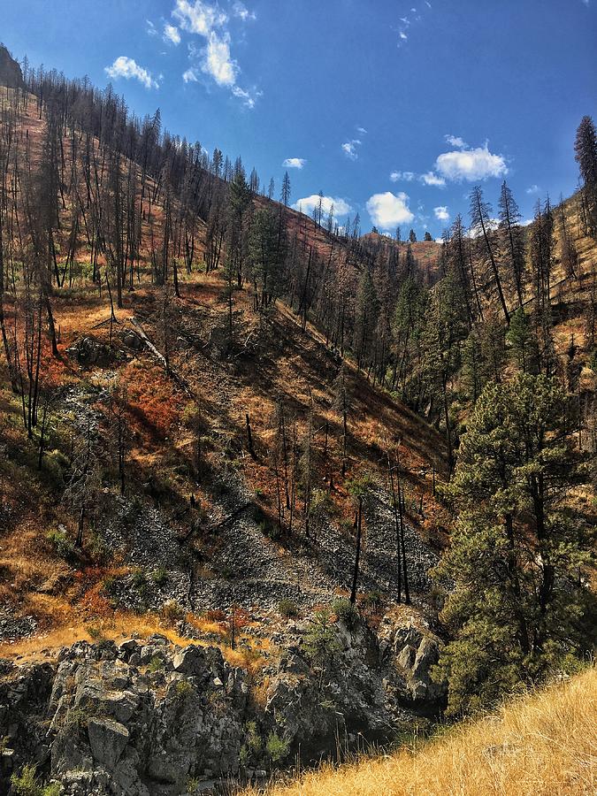 Forest Fire Aftermath  Photograph by Jerry Abbott