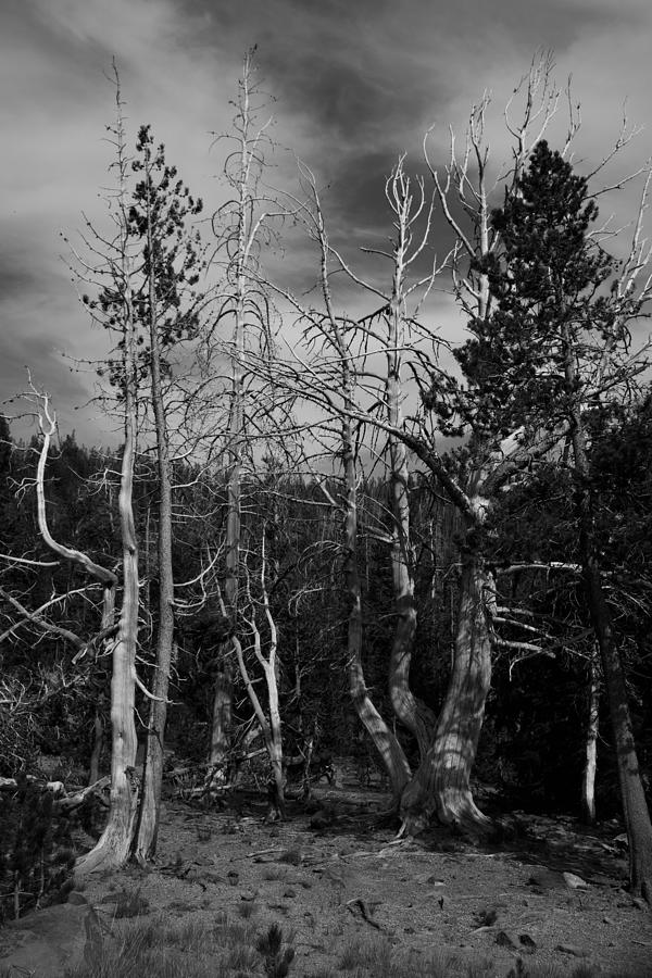 Forest fire dead trees 3 Photograph by Brent Bunch - Fine Art America