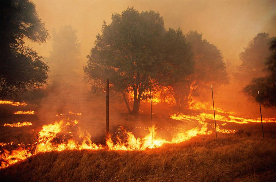 Forest fire Photograph by Grant Faint
