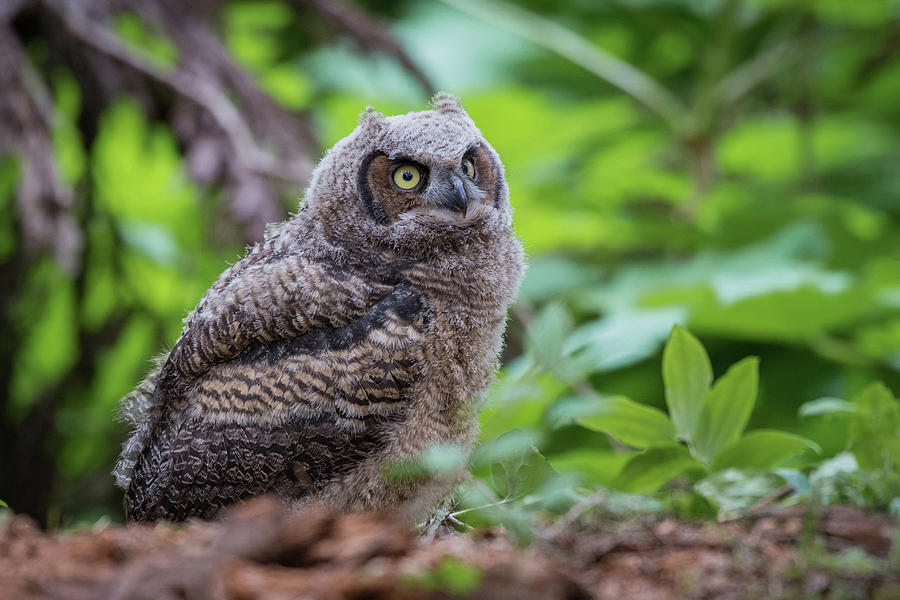 Forest Fledgling Photograph